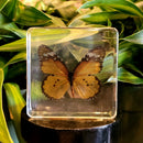 Plain Tiger Butterfly Paperweight