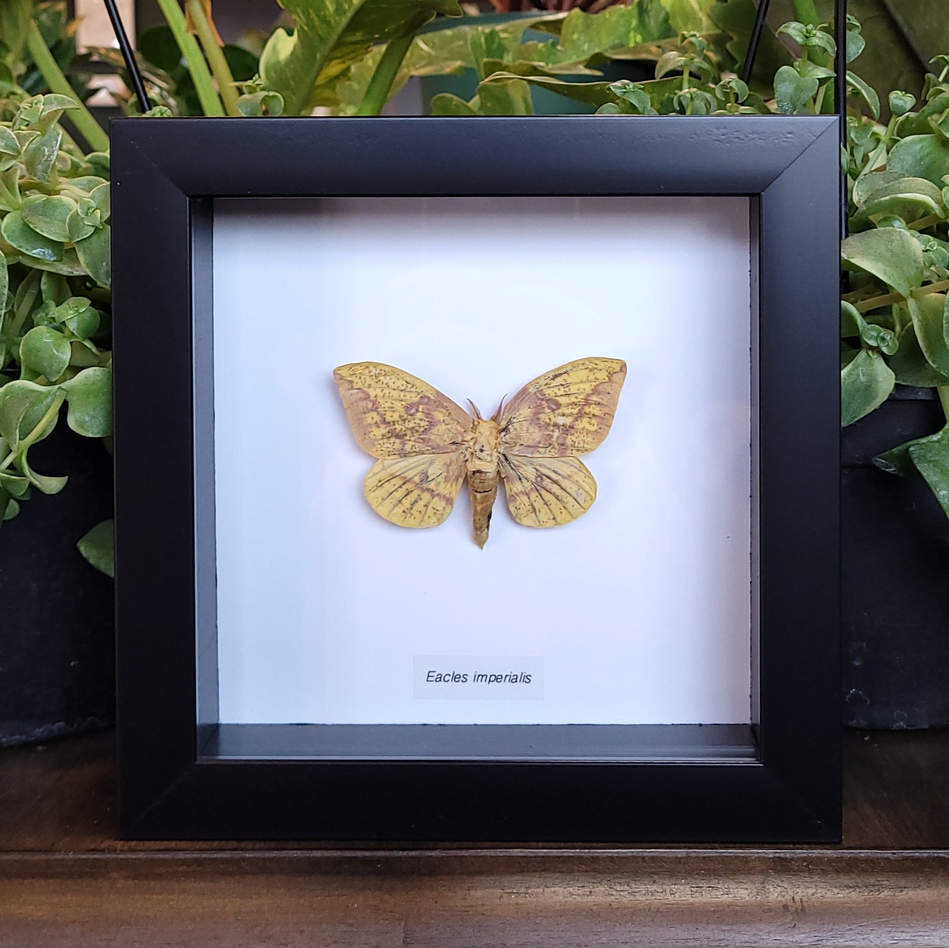 Moth In Frame Imperial Moth in Frame