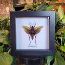 Northern Spotted Grasshopper in Frame