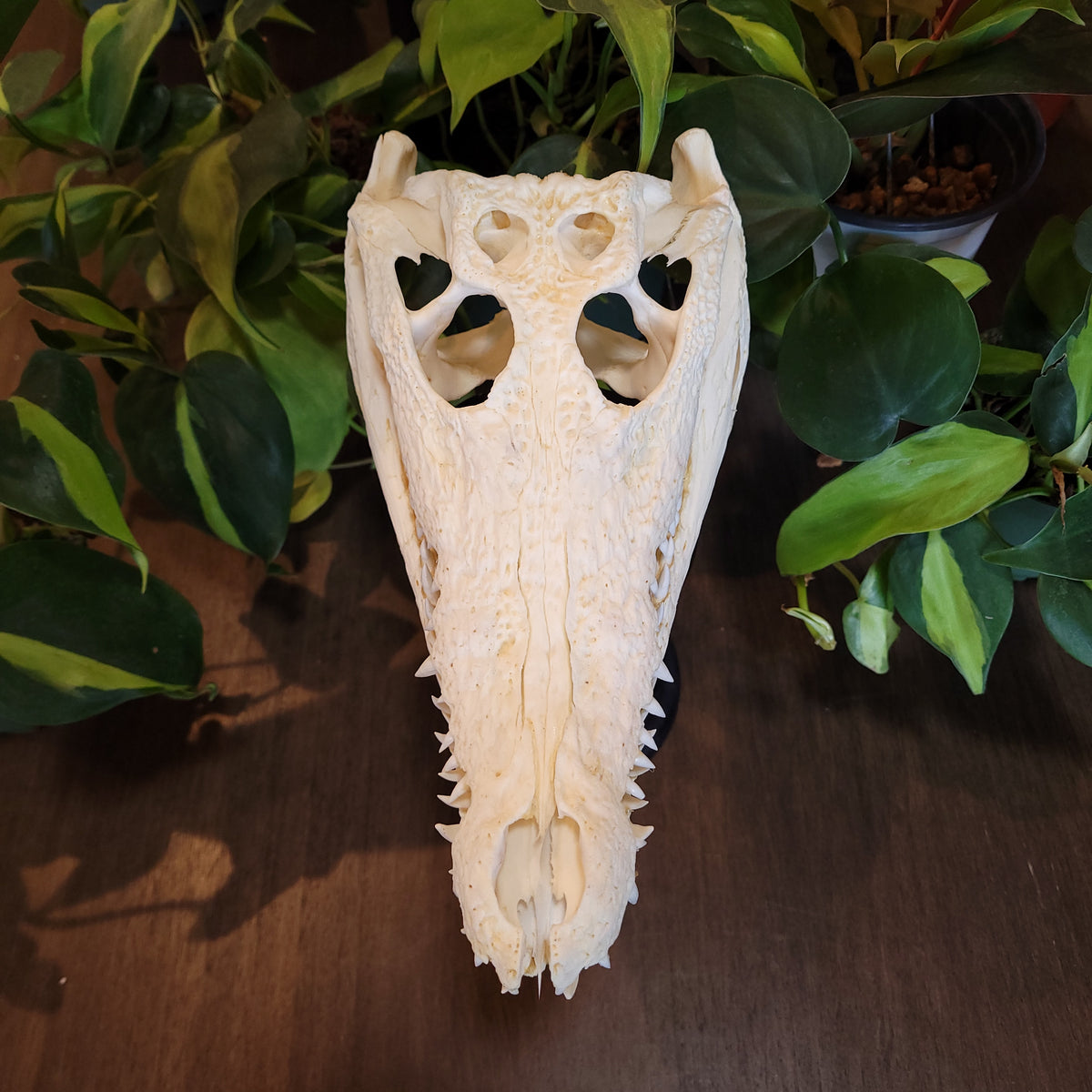貴重！★迫力サイス！45ｃｍ ナイルワニ （Nile crocodile） 頭骨 Real Nile Crocodile Skull For Sale — Skulls Unlimited