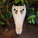 Nile Crocodile Skull