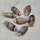 Olive Gibbosa Shell