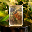 Small Invertebrate Paperweight