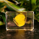 Small Invertebrate Paperweight