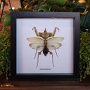 Devil's Flower Mantis in Frame