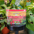 Jalapeño Candy
