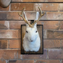Small Taxidermy Jackalope