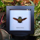 Green Scarab Beetle in Frame