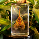 Longan Lanternfly Paperweight