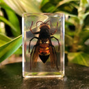Small Invertebrate Paperweight