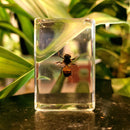 Small Invertebrate Paperweight