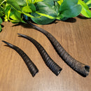 Female Springbok Horn