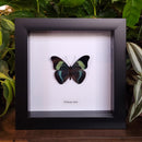 Red Flasher Butterfly in Frame