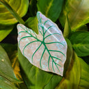 Monstera Leaf Hair Claw Clip