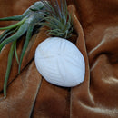 Sea Biscuit