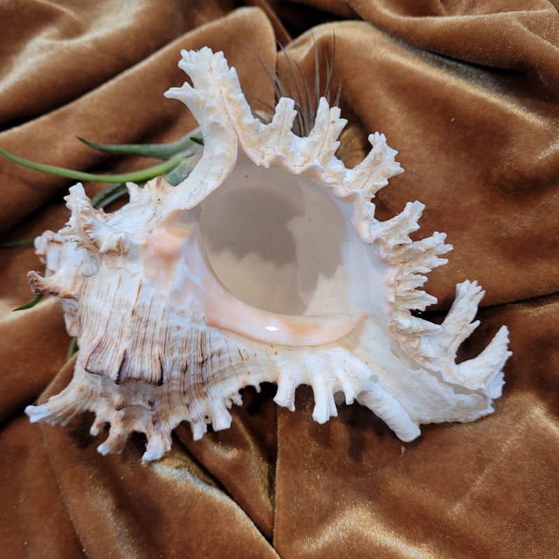 Ramosus Murex Shell