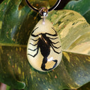 Glow in the Dark Black Scorpion Tear Drop Keychain