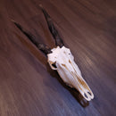 Female Eland Skull
