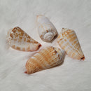 Strawberry Strombus Shell