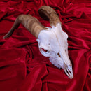 African Goat Skull