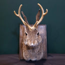 Small Taxidermy Jackalope