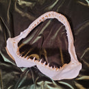 Blacktop Shark Jawbone