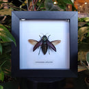 Four-eyed Jewel Beetle In Frame