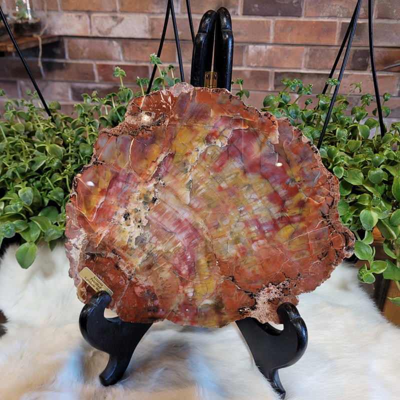 Petrified Rainbow Wood Slab with Stand