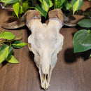 Goat Skull