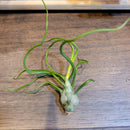 Tillandsia