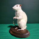 Taxidermy Rat