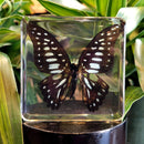 Veined Jay Butterfly Paperweight