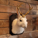 Small Taxidermy Jackalope