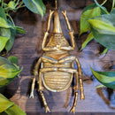 Gold Hercules Beetle Wall Decor