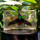 Wings Out Green Chafer Beetle Paperweight