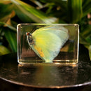 Small Invertebrate Paperweight