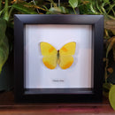 Orange-barred Sulphur Butterfly in Frame