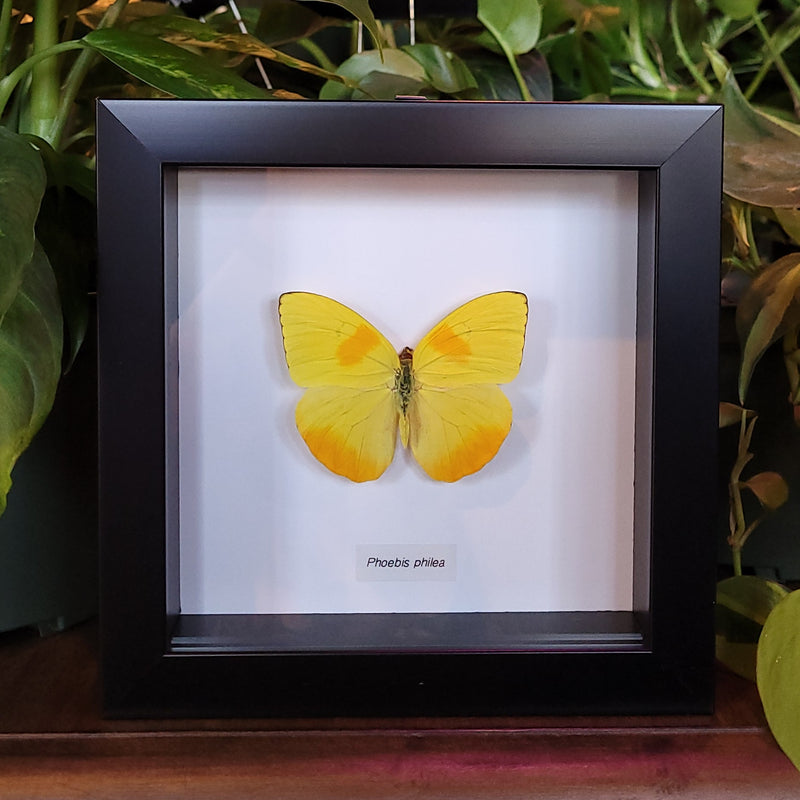 Orange-barred Sulphur Butterfly in Frame