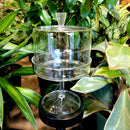 Glass Dome & Pedestal
