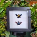 Bee Collection in Frame