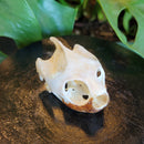 River Cooter Turtle Skull