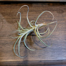 Tillandsia