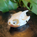 River Cooter Turtle Skull