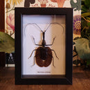 Violin Beetle in Frame