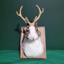 Small Taxidermy Jackalope