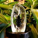 Asian Longhorn Beetle Slab Paperweight