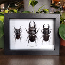 Dorcus Trio in Frame