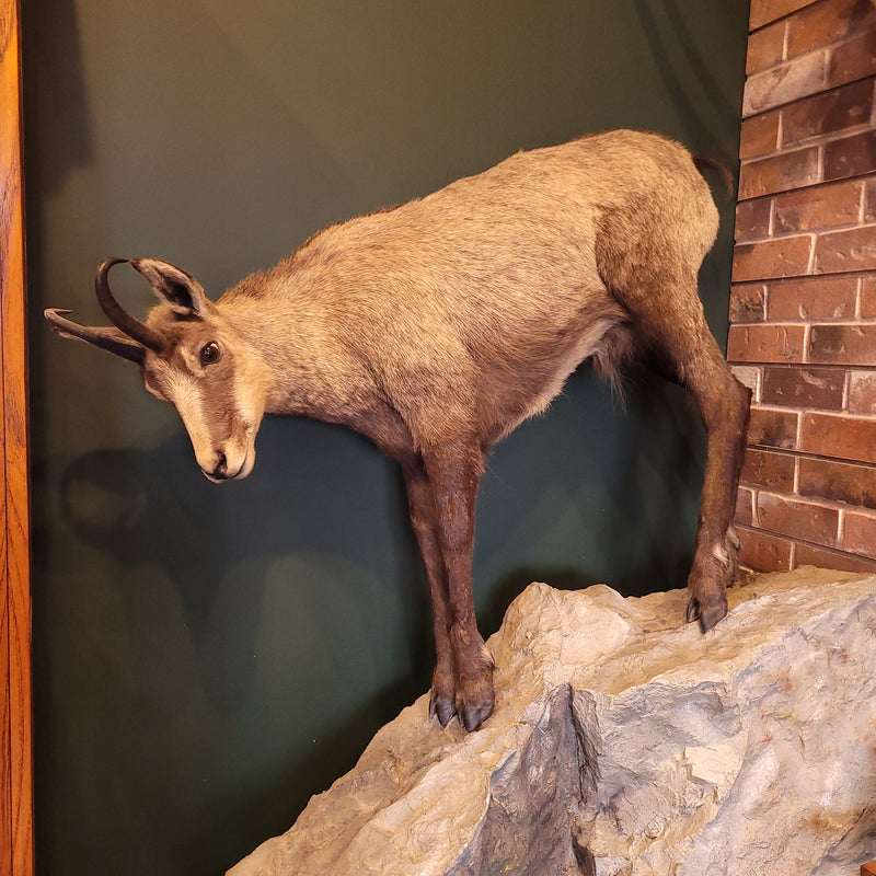 Chamois Taxidermy Mount