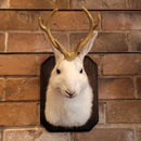 Small Taxidermy Jackalope