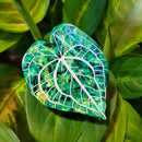 Monstera Leaf Hair Claw Clip